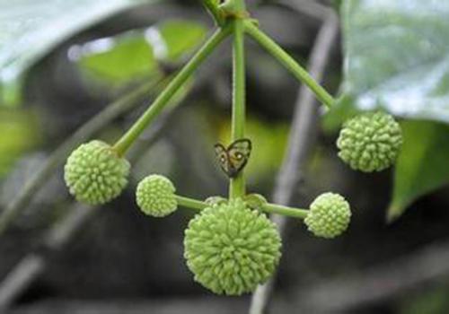 KY开元集团官网-5G让万物互联成为可能大连接时代谋划物联网(图3) ky开元